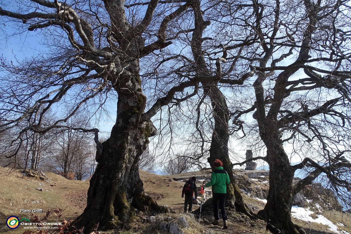 90 I Tre faggi... secolari monumentali  sculture lignee dalla terra al cielo !.JPG